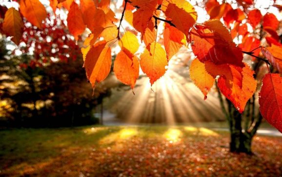 8 interesting facts about autumn